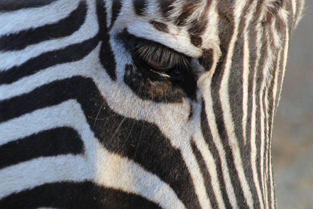 Foto nahaufnahme eines zebras