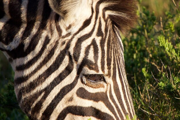 Foto nahaufnahme eines zebras