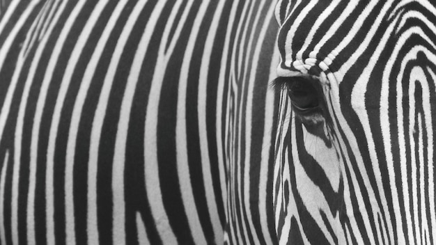 Nahaufnahme eines Zebras