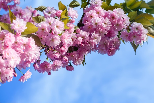 Nahaufnahme eines Zweiges rosa Sakurablüten vor dem blauen Himmel