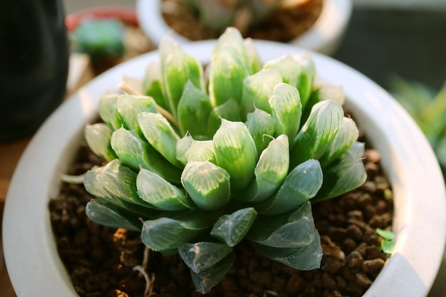 Nahaufnahme Eingemachte Haworthia Cooperi Var Pilifera eine Mini-Sukkulente im Sonnenlicht