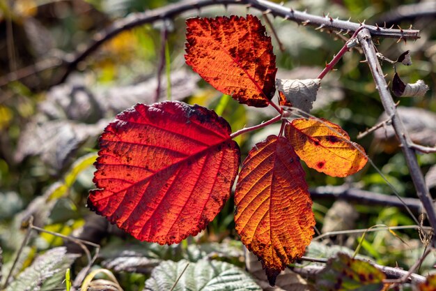 Nahaufnahme einiger Brombeerblätter, die in der Herbstsonne auf den Boden gefallen sind