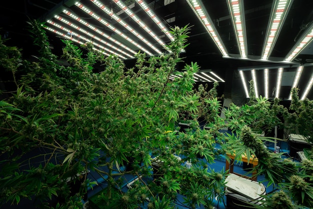 Nahaufnahme erfreulicher Cannabishanf mit Knospe in der Indoor-Farm der Anbauanlage