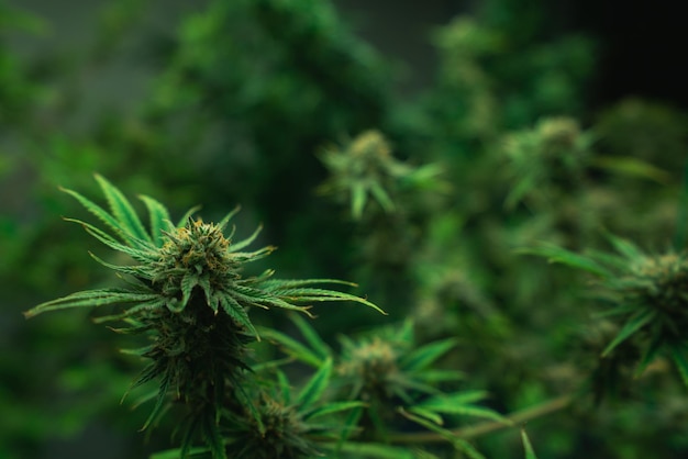 Nahaufnahme erfreulicher Cannabishanf mit Knospe in der Indoor-Farm der Anbauanlage