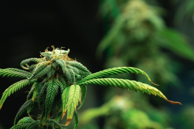 Nahaufnahme erfreulicher Cannabishanf mit Knospe in der Indoor-Farm der Anbauanlage