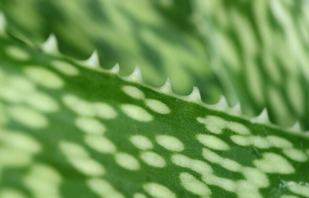 Nahaufnahme Erstaunliches Geflecktes Muster von Aloe Vera Var Chinensis Blatt