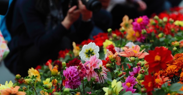 Foto nahaufnahme farbenfroher blumen