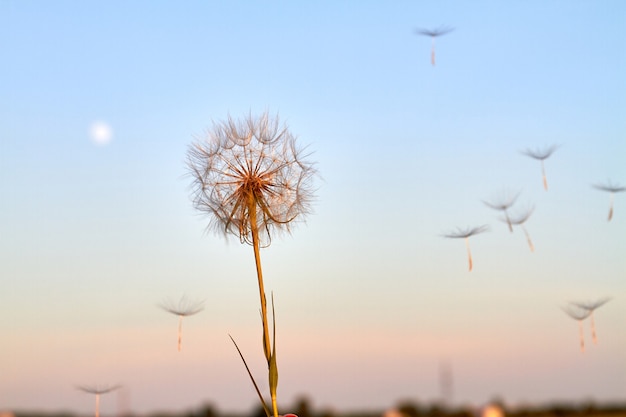 Nahaufnahme flauschige löwenzahnblume gegen abendhimmelhintergrund. dämmerungshimmel bei sonnenuntergang.