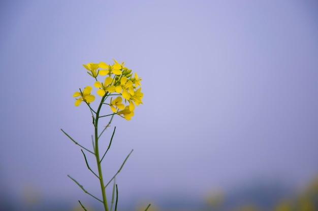 Nahaufnahme Fokus Eine schöne blühende gelbe Rapsblüte mit verschwommenem Hintergrund