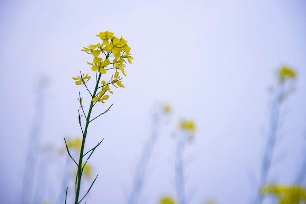 Nahaufnahme Fokus Eine schöne blühende gelbe Rapsblüte mit verschwommenem Hintergrund