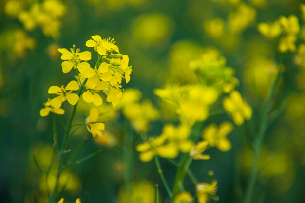 Nahaufnahme Fokus Eine schöne blühende gelbe Rapsblüte mit verschwommenem Hintergrund