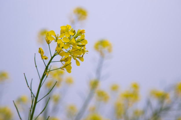 Nahaufnahme Fokus Eine schöne blühende gelbe Rapsblüte mit verschwommenem Hintergrund