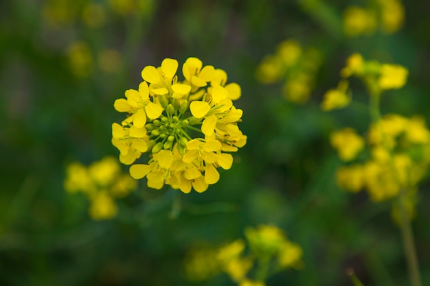 Nahaufnahme Fokus Eine schöne blühende gelbe Rapsblüte mit verschwommenem Hintergrund