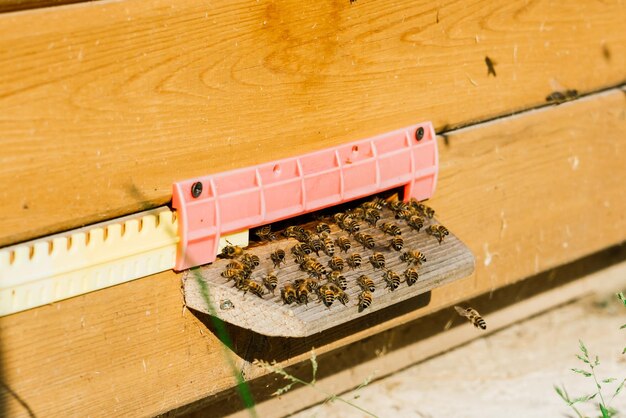 Nahaufnahme Foto des Bienenstocks und der Bienen.