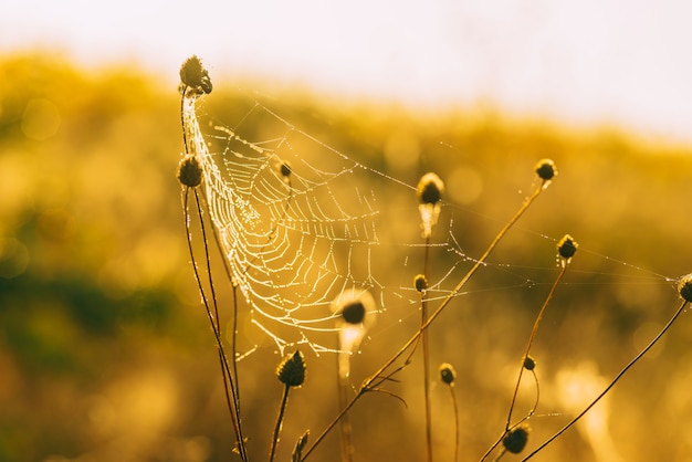 Foto nahaufnahme foto eines spinnennetzes an einem sonnigen tag.