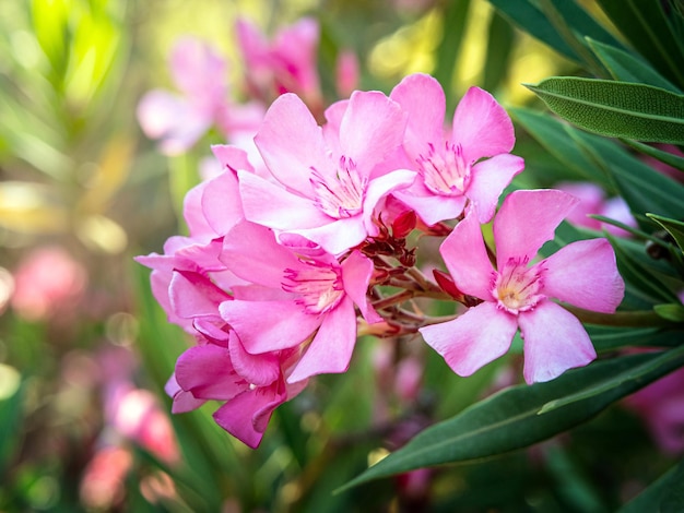 Nahaufnahme Foto von rosa Oleander Nerium Blumen Zweig mit Blättern