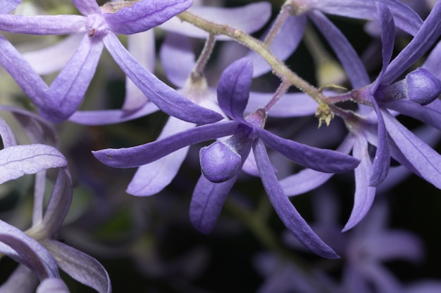 Nahaufnahme Fotos Petrea volubilis