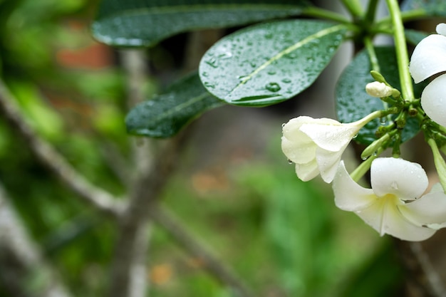 Nahaufnahme Frangipani Blume mit Regentropfen auf Blättern. Tropische Pflanzen