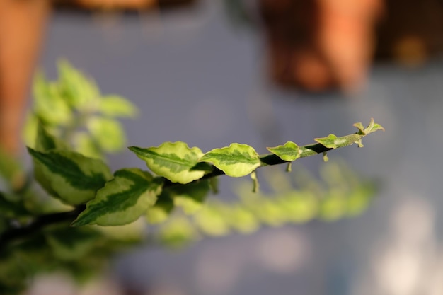 Nahaufnahme frischer Blätter auf der Pflanze