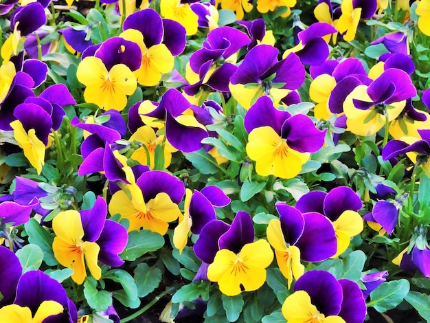 Foto nahaufnahme frischer blau-gelber blüten, die im freien blühen