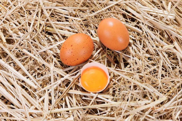 Nahaufnahme frischer Eier im Gras