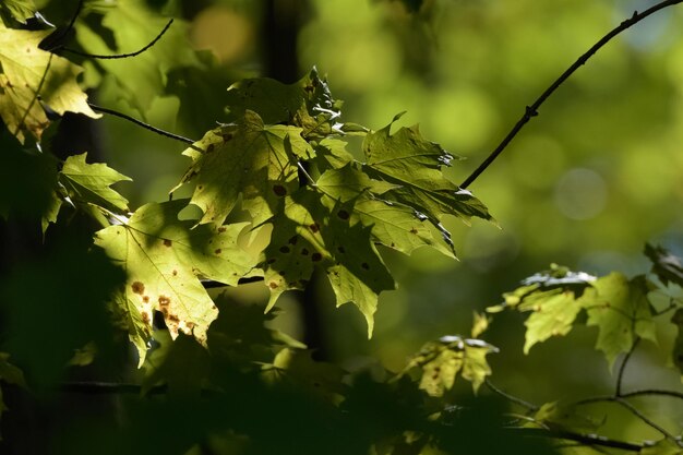 Foto nahaufnahme frischer grüner blätter auf der pflanze