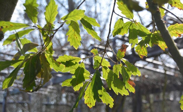 Foto nahaufnahme frischer grüner blätter