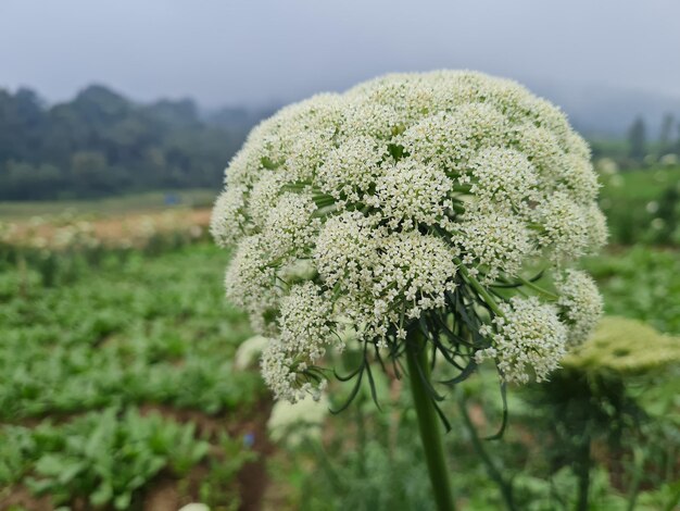 Foto nahaufnahme frischer grüner blätter