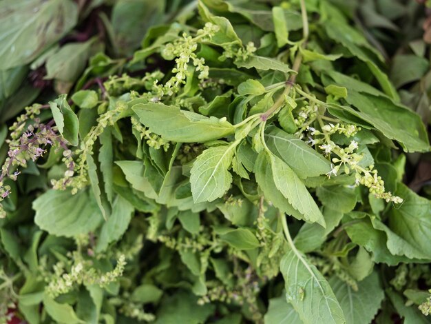 Nahaufnahme frischer grüner Blätter