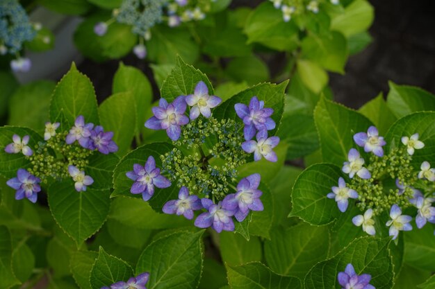 Foto nahaufnahme frischer lila blüten