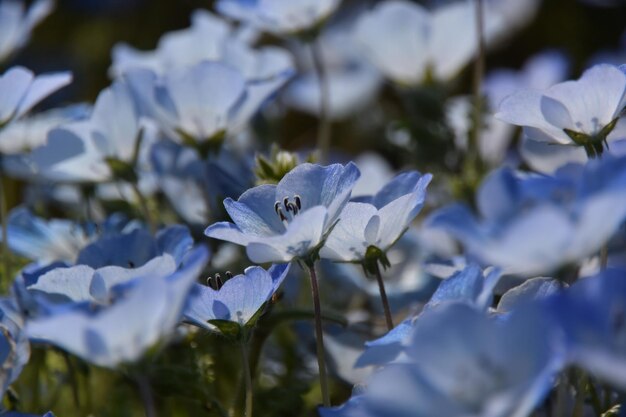 Foto nahaufnahme frischer lila-weißer blüten