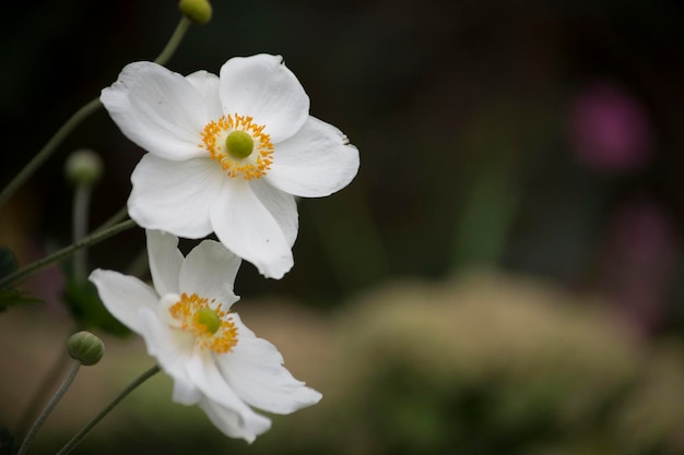 Nahaufnahme frischer weißer Blüten