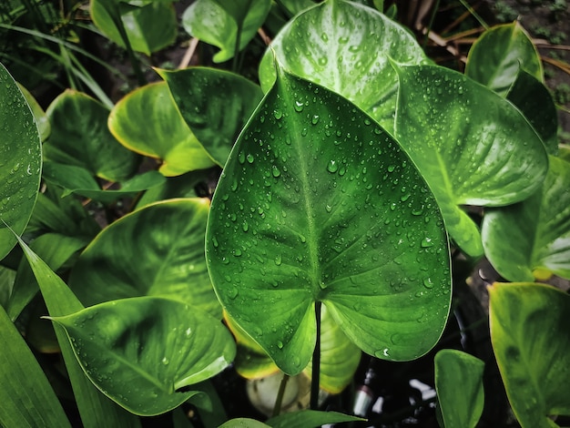 Nahaufnahme frisches grünes Blatt mit Regentropfen im Garten