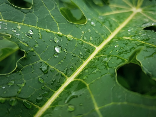 Nahaufnahme-frisches Papaya-Blatt mit Regen fällt mit vorgewähltem Fokus