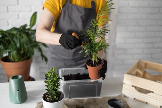 Nahaufnahme Frühling Zimmerpflanzenpflege Umtopfen von Zimmerpflanzen, die Zimmerpflanzen für den Frühling im mittleren Alter aufwecken