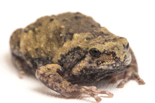 Nahaufnahme gebänderter Ochsenfrosch