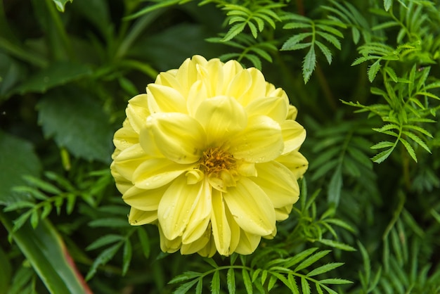 Nahaufnahme-gelbe Dahlienblume im Garten