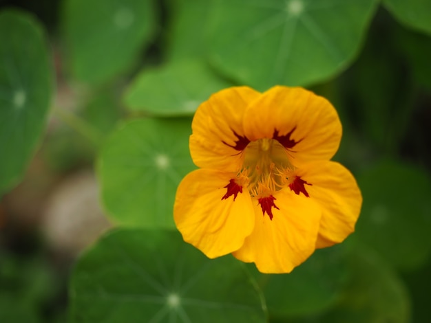 Nahaufnahme gelbe Kapuzinerkresse Blume im frischen grünen Garten