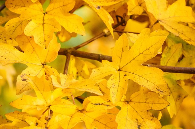 Foto nahaufnahme gelber ahornblätter im herbst