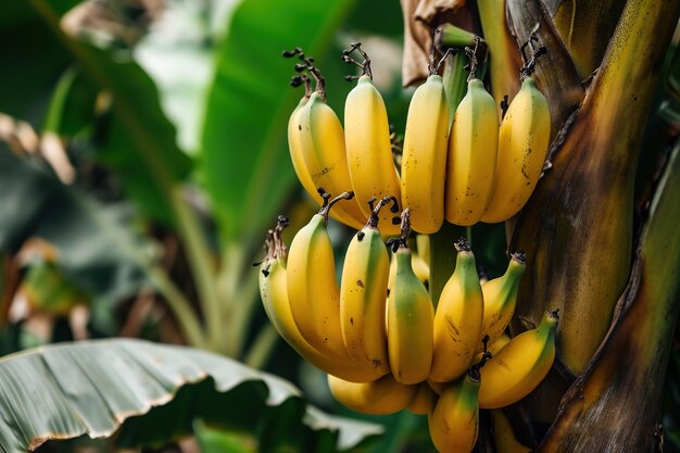 Nahaufnahme gelber Bananen auf Pflanzen in der Plantage