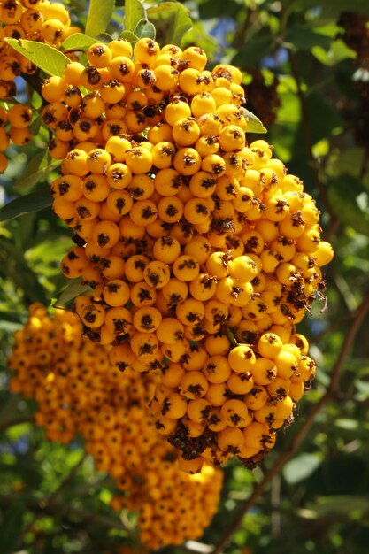 Foto nahaufnahme gelber beeren, die auf einem baum wachsen