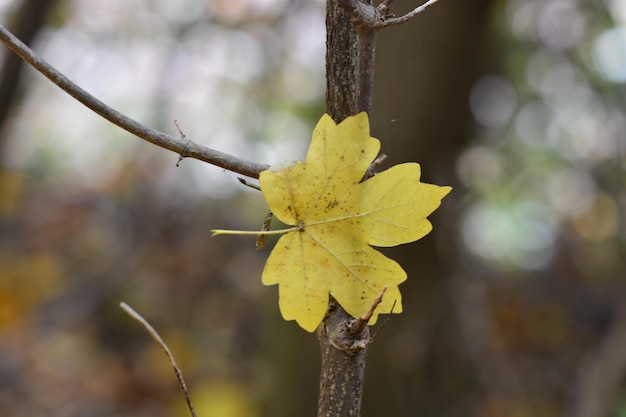 Foto nahaufnahme gelber blätter auf der pflanze im herbst