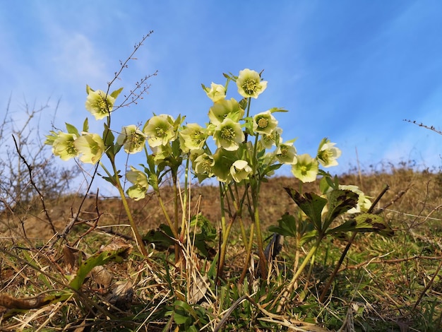 Foto nahaufnahme gelber blühender pflanzen auf dem feld gegen den himmel