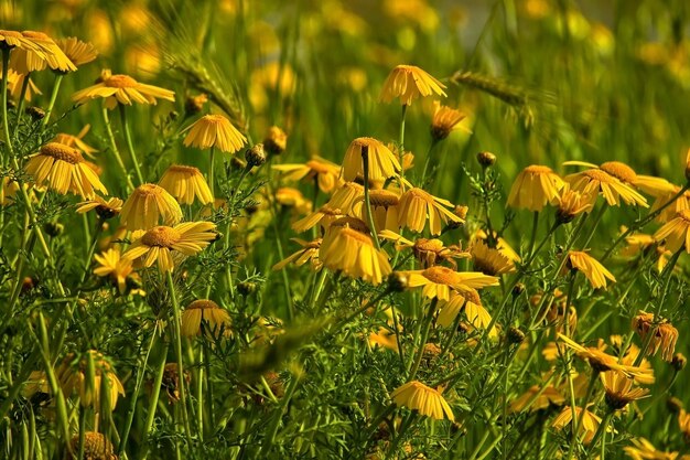 Foto nahaufnahme gelber blühender pflanzen auf dem feld