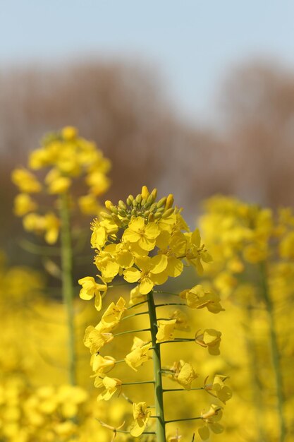 Foto nahaufnahme gelber blüten, die auf dem feld blühen