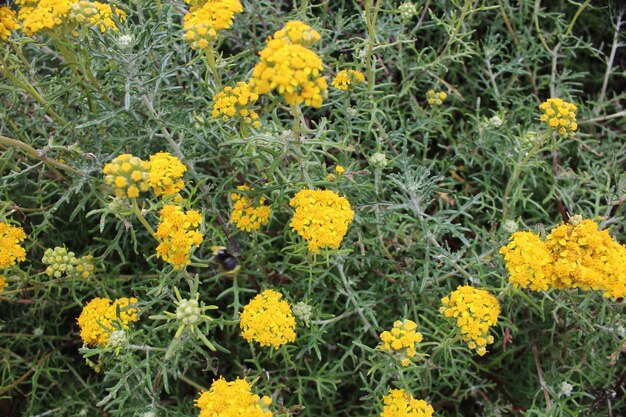 Nahaufnahme gelber Blüten, die auf dem Feld blühen