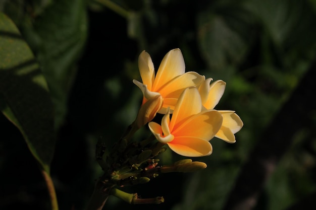 Nahaufnahme gelber Blüten, die im Freien blühen