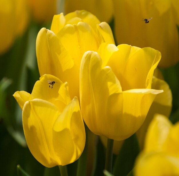 Foto nahaufnahme gelber blüten, die im freien blühen