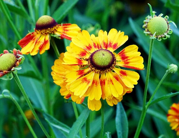 Foto nahaufnahme gelber blüten, die im freien blühen