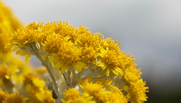 Foto nahaufnahme gelber blüten, die im freien blühen